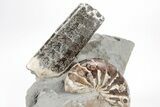 Iridescent Nautilus (Eutrephoceras) w/ Ammonite - South Dakota #209678-3